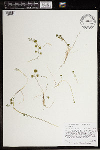 Cardamine pratensis image