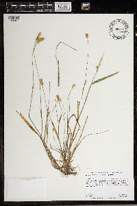 Setaria pumila subsp. pumila image