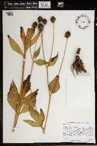 Rudbeckia laciniata image