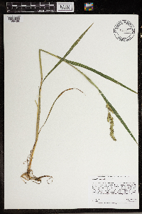 Echinochloa muricata image