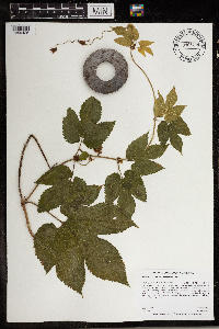 Humulus lupulus image