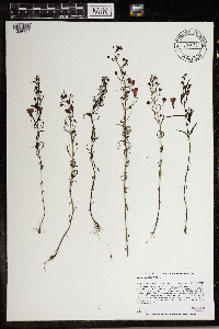 Agalinis tenuifolia image