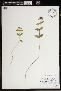 Clinopodium vulgare image