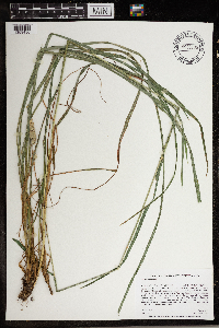 Dactylis glomerata image