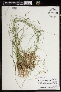 Poa saltuensis subsp. saltuensis image