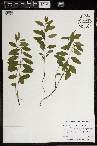 Geocaulon lividum image