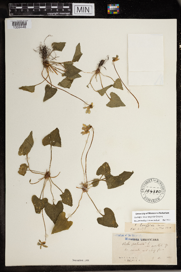 Viola langloisii image