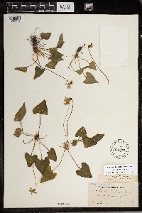 Image of Viola langloisii