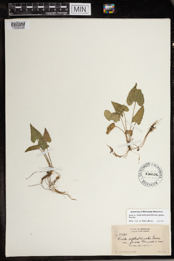 Viola septentrionalis var. grisea image