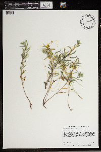 Cuscuta gronovii image