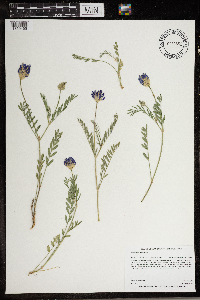 Astragalus laxmannii image