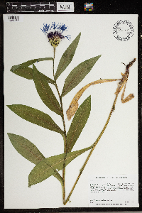 Centaurea montana image