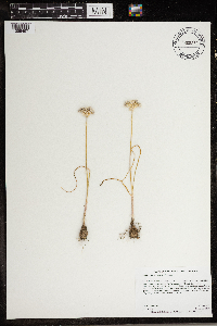 Allium textile image