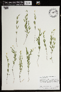 Moehringia lateriflora image