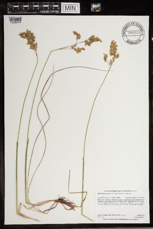 Anthoxanthum hirtum image