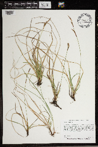 Carex richardsonii image