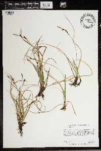 Carex richardsonii image
