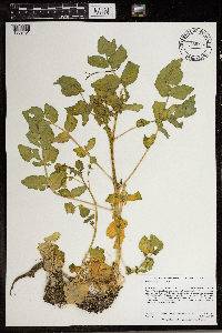 Nasturtium officinale image