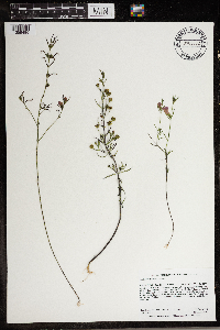 Image of Agalinis purpurea
