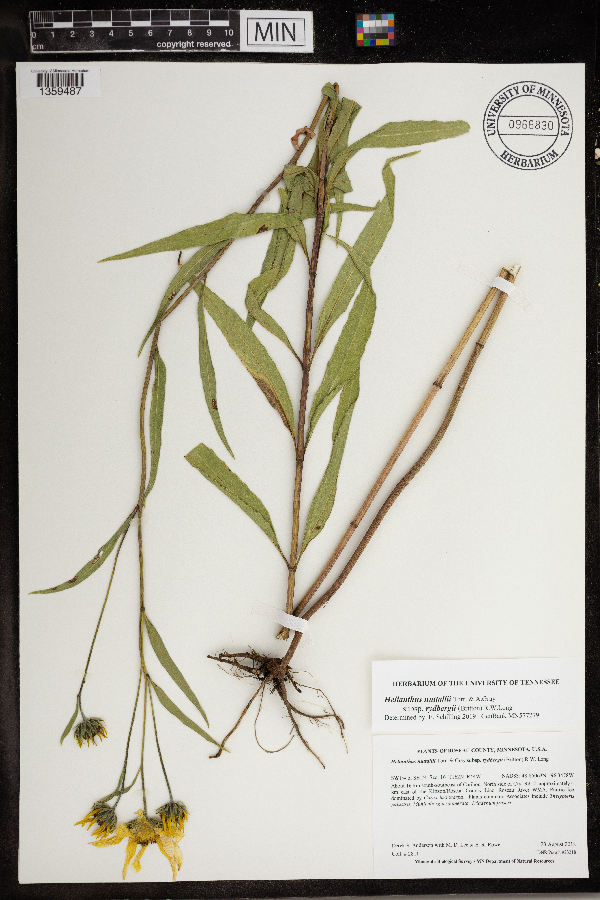 Helianthus nuttallii image