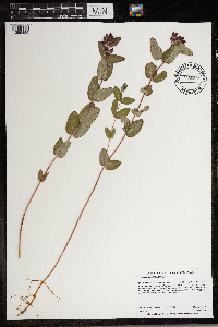 Triadenum fraseri image