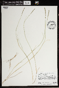 Muhlenbergia richardsonis image