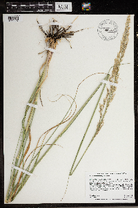 Calamovilfa longifolia image