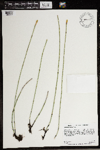 Equisetum laevigatum image