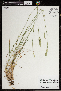 Agropyron cristatum image