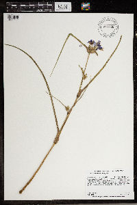Tradescantia occidentalis image