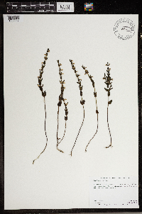 Scutellaria parvula image