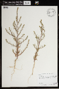 Salsola collina image