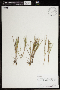 Dichanthelium wilcoxianum image