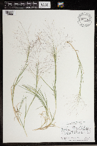Muhlenbergia asperifolia image