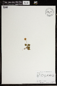 Moneses uniflora image