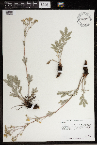Potentilla hippiana image