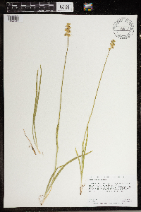 Triantha glutinosa image