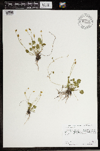 Ranunculus cymbalaria image