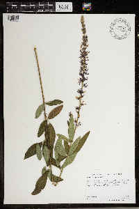 Desmodium canadense image