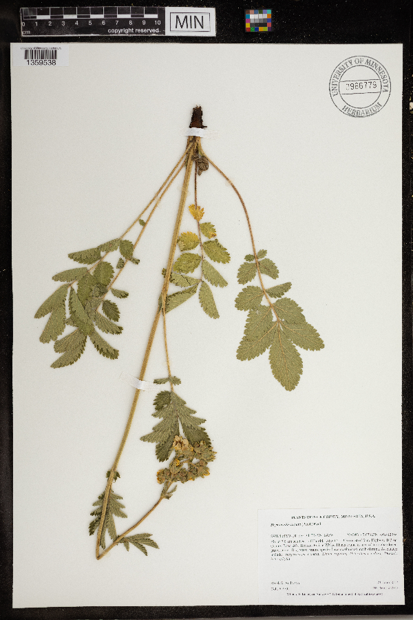 Drymocallis arguta image