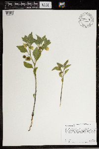 Physalis virginiana image