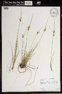 Carex viridula image
