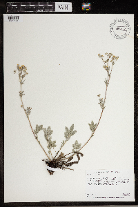 Potentilla hippiana image