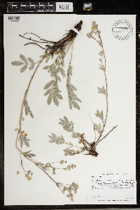 Potentilla hippiana image