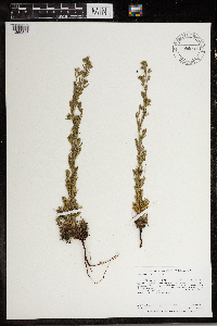 Chamaerhodos erecta image