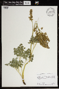 Thalictrum dioicum image