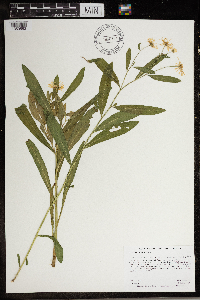 Boltonia asteroides image