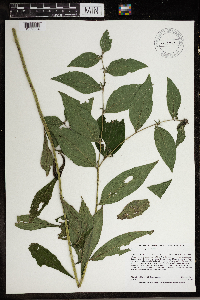 Lithospermum latifolium image