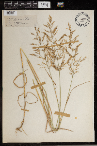 Agrostis stolonifera image
