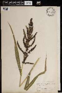 Echinochloa muricata image